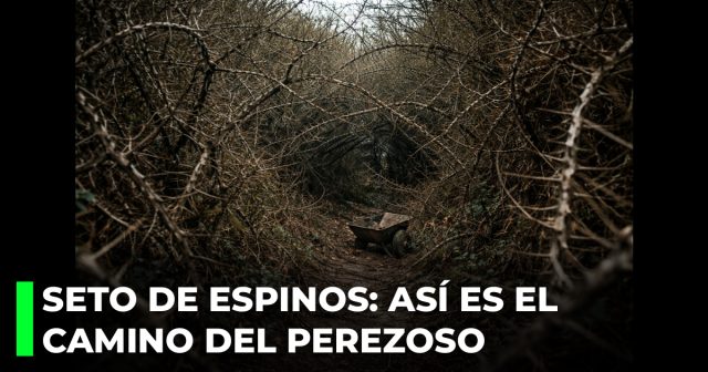 Seto de espinos_ así es el camino del perezoso